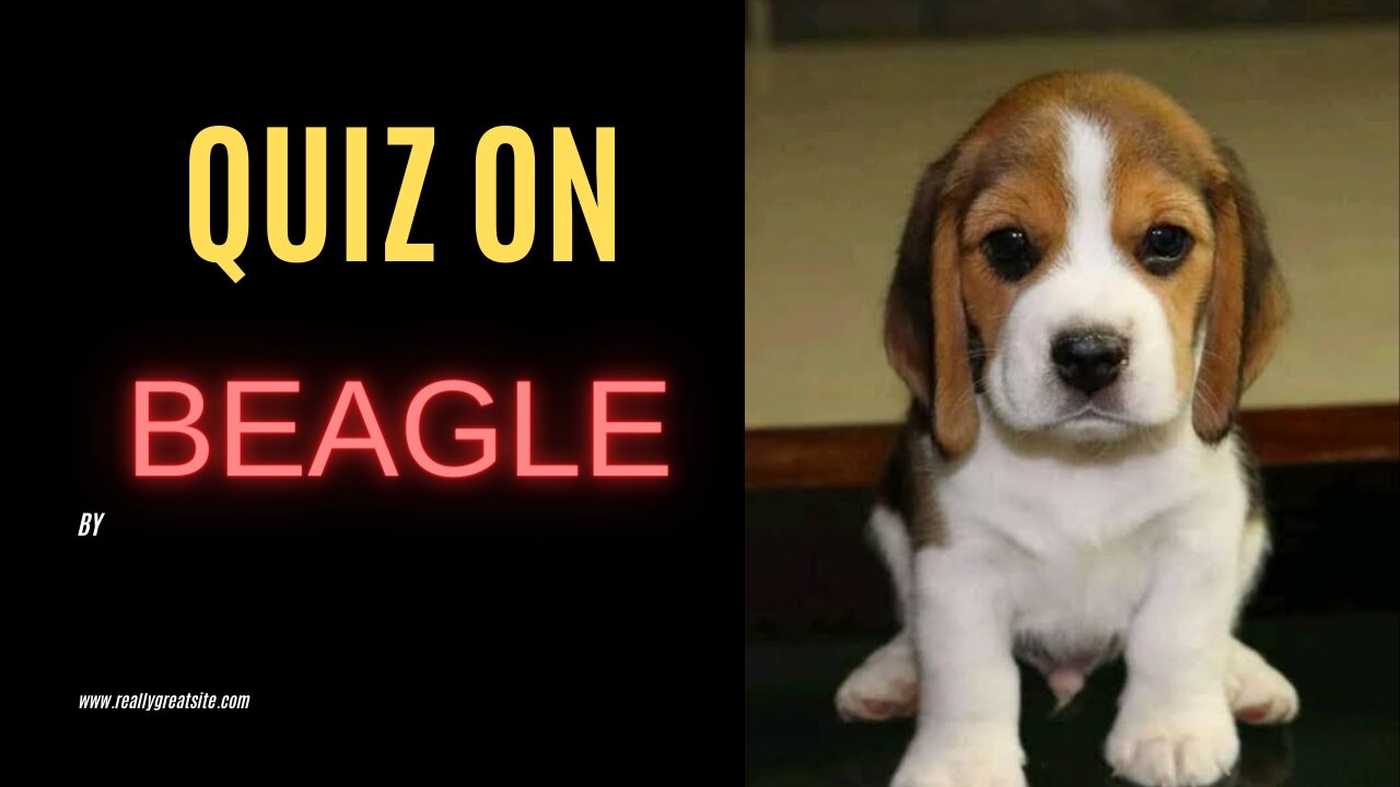 Quiz on beagle