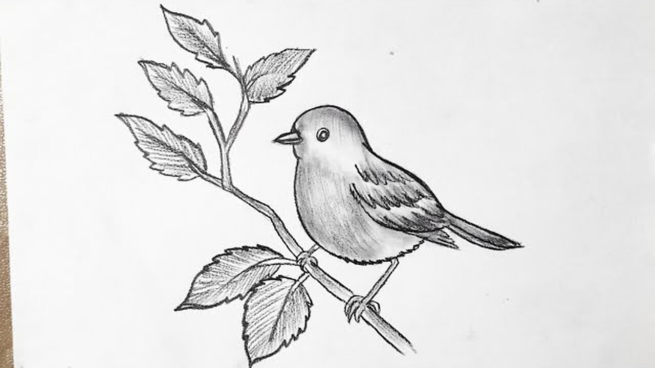 Sparrow beautiful sketching / drawing