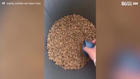 Ce chien n'est pas satisfait par la taille de sa gamelle