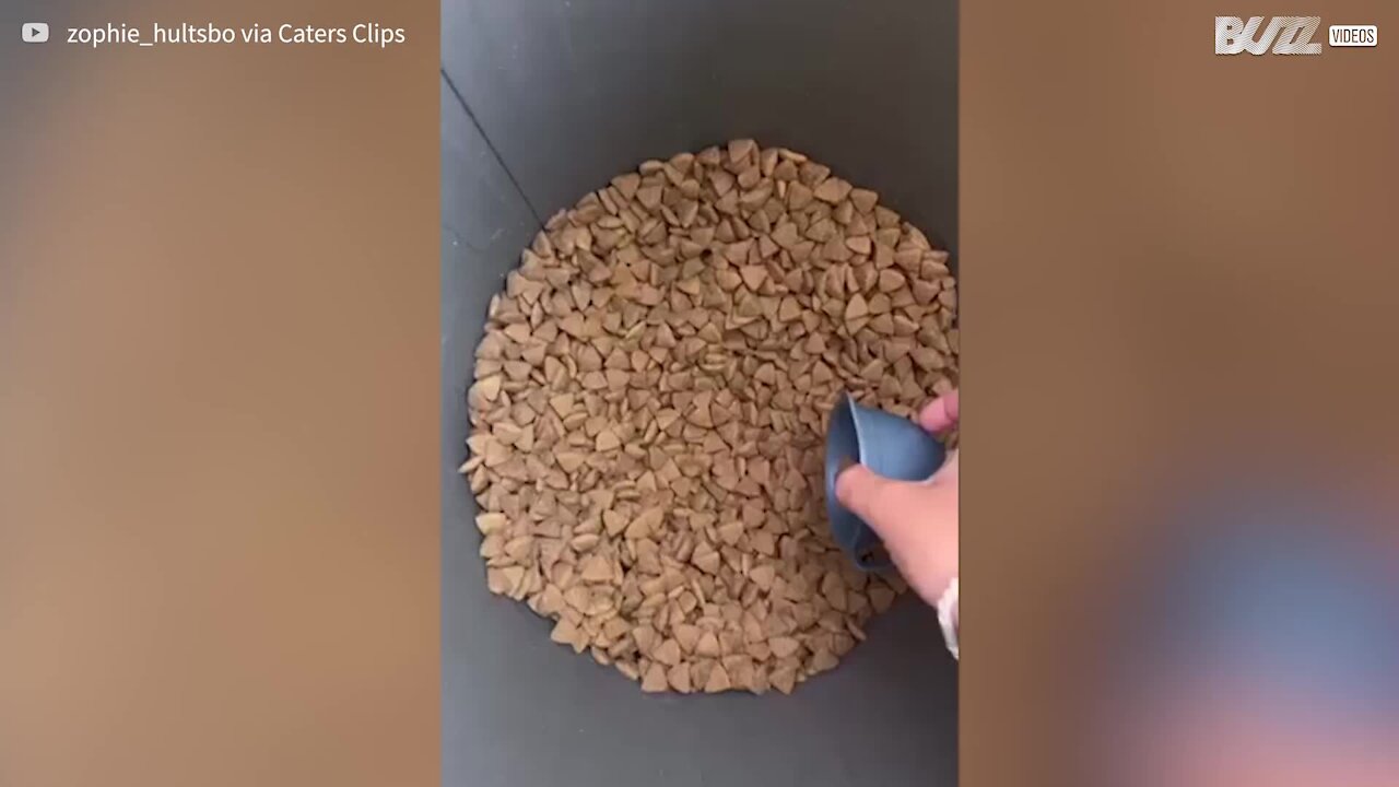 Ce chien n'est pas satisfait par la taille de sa gamelle
