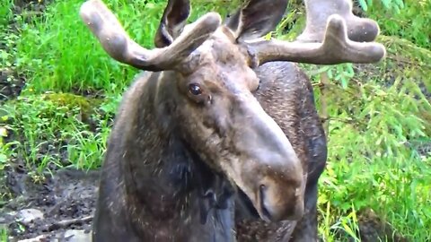 Bull Moose