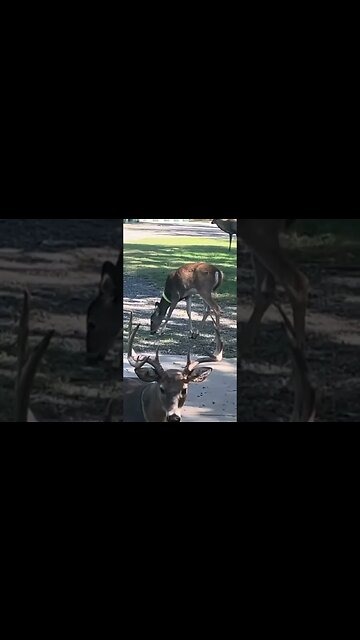 I think Forest has a Girlfriend! #shorts