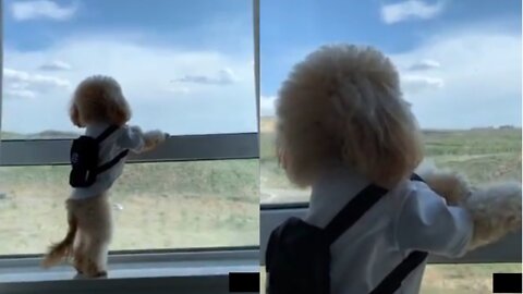 Dogs funny reaction videos