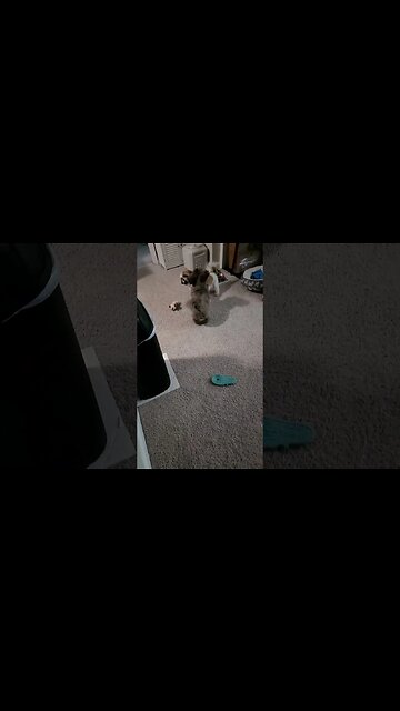 The chase is on! #shorts