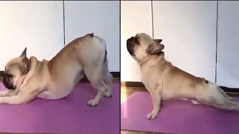 Dog practicing Yoga