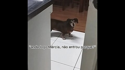 Ela me faz de palhaça 🐕🤡