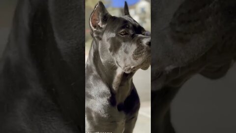 dog lovers black #short #youtubeshorts #sorts #dog