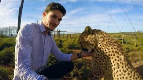 Ce guépard aime se faire caresser