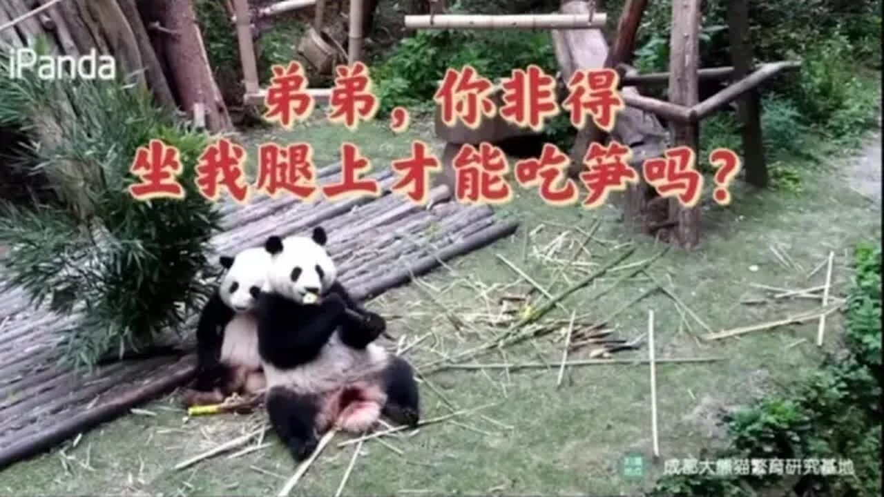 4.13 花花:弟兄,你非得坐在我腿上才能吃饺子吗?弟兄:这样吃才香 !#ipanda #大熊猫 #花花 #小柒V5 #huahua #霸王花 #花花的日常