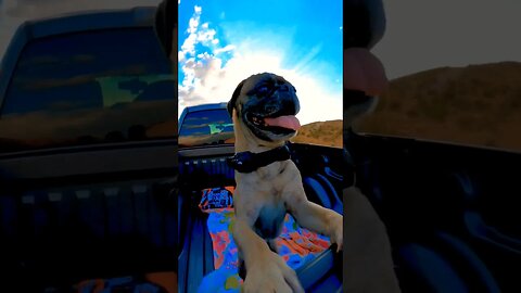 Pug and in a truck on a dirt road 🐕🛻