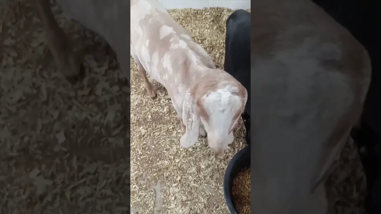 Goats at the Fair