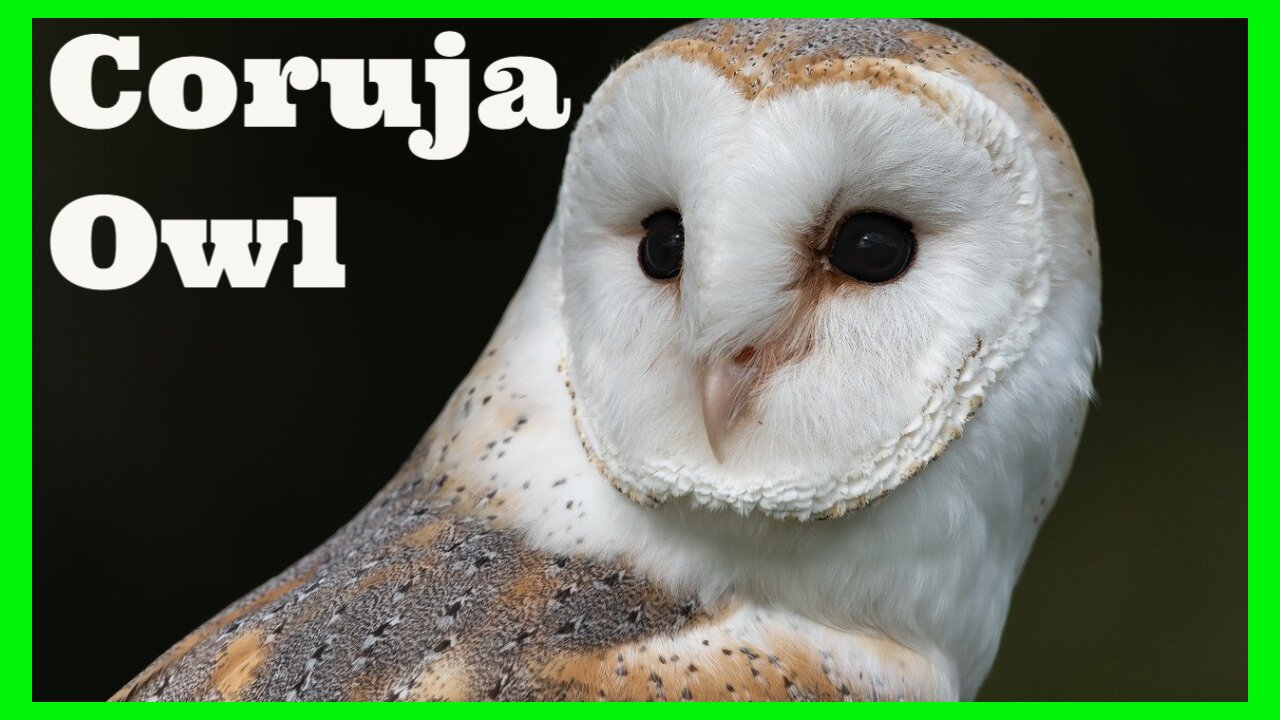 Corujas - Owl - Fatos e curiosidades - Aves selvagens - Animais do Mundo