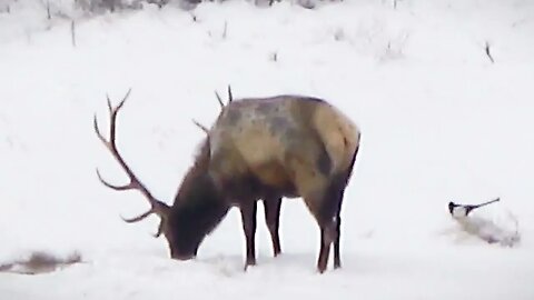 Bull elk annoyed by magpie!