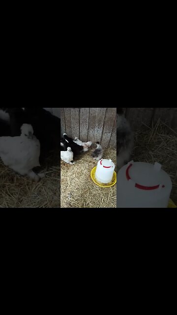 Good Morning Silkie cross chicks