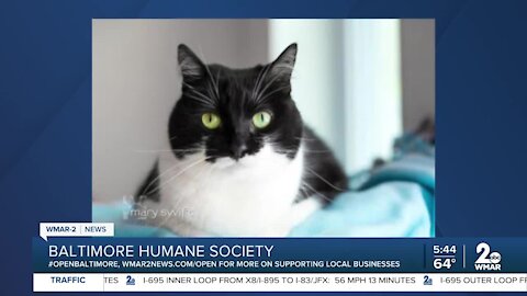 Baltimore Humane Society is open and waiting for you!