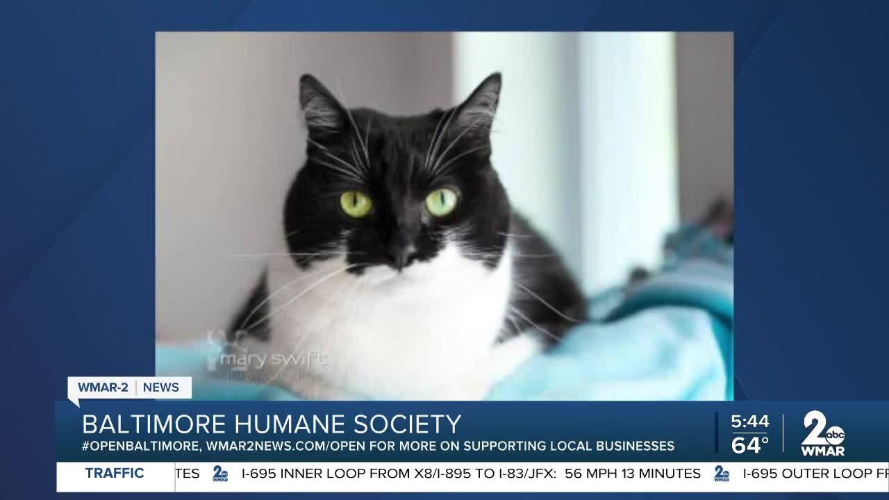 Baltimore Humane Society is open and waiting for you!