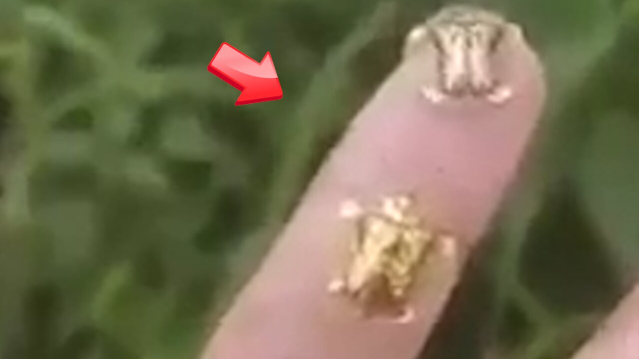 It is made of solid gold! Will it sell? Gold seagulls [Mystery]