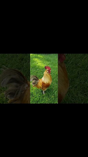Rooster Tour #chickens #backyardchickens #chickenshorts