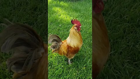 Rooster Tour #chickens #backyardchickens #chickenshorts