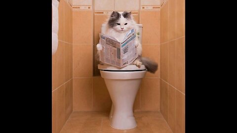 cats doing amazing things