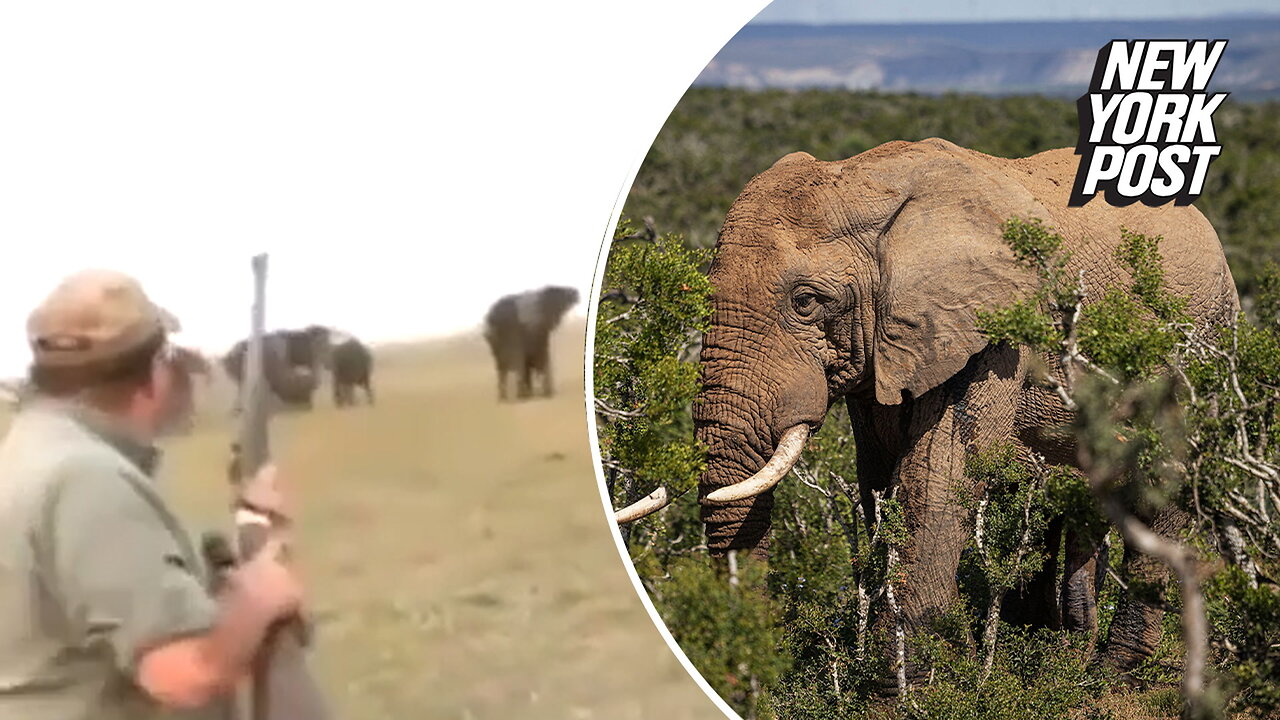 Elephants get revenge after hunter shoots one of their herd dead