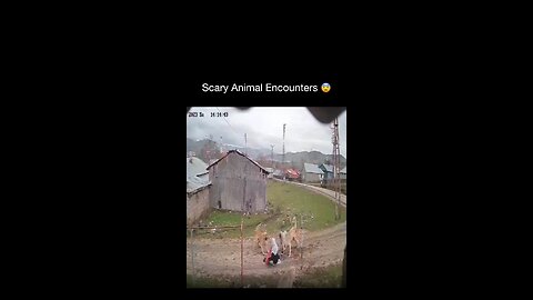 Scary encounter with animals