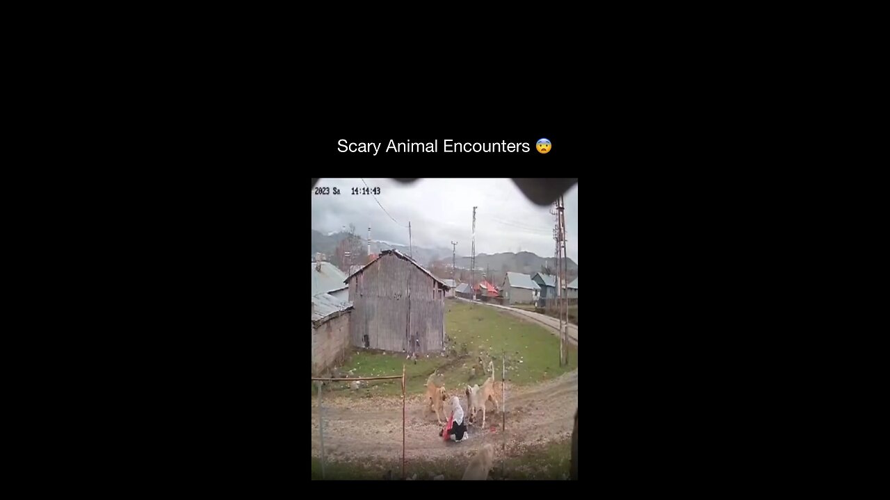 Scary encounter with animals