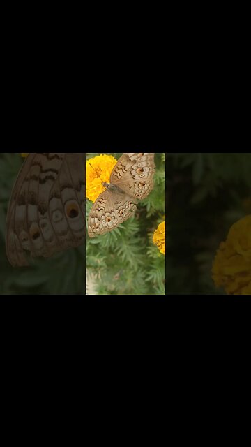 Titli, #shorts #new #video nature's beauty