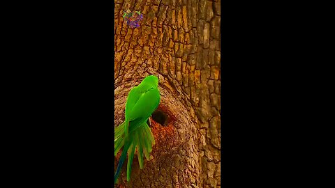 parrot # love couple