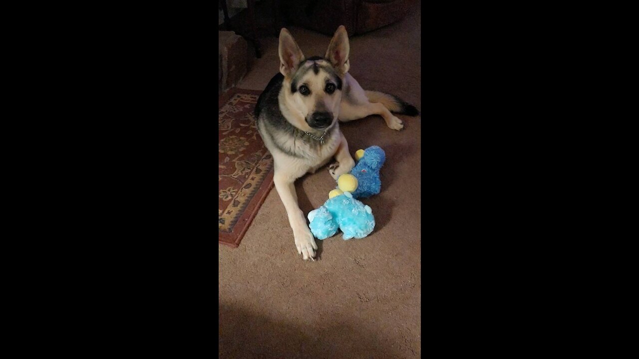 German Shepherd Abby and Her Stuffed Toys