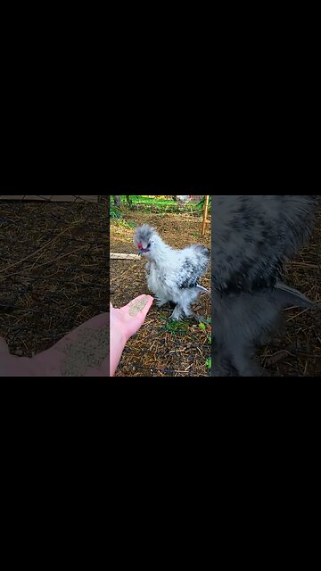 Baby Chicken Eating in Slow Motion | Silkie Chicken | #shorts