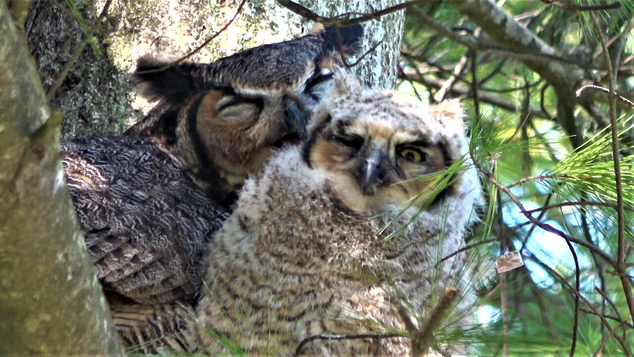 Devoted mother great horned owl cuddles and grooms her baby