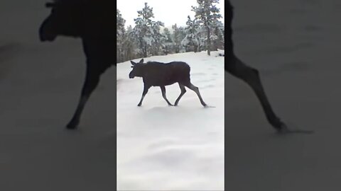 Moose on the loose