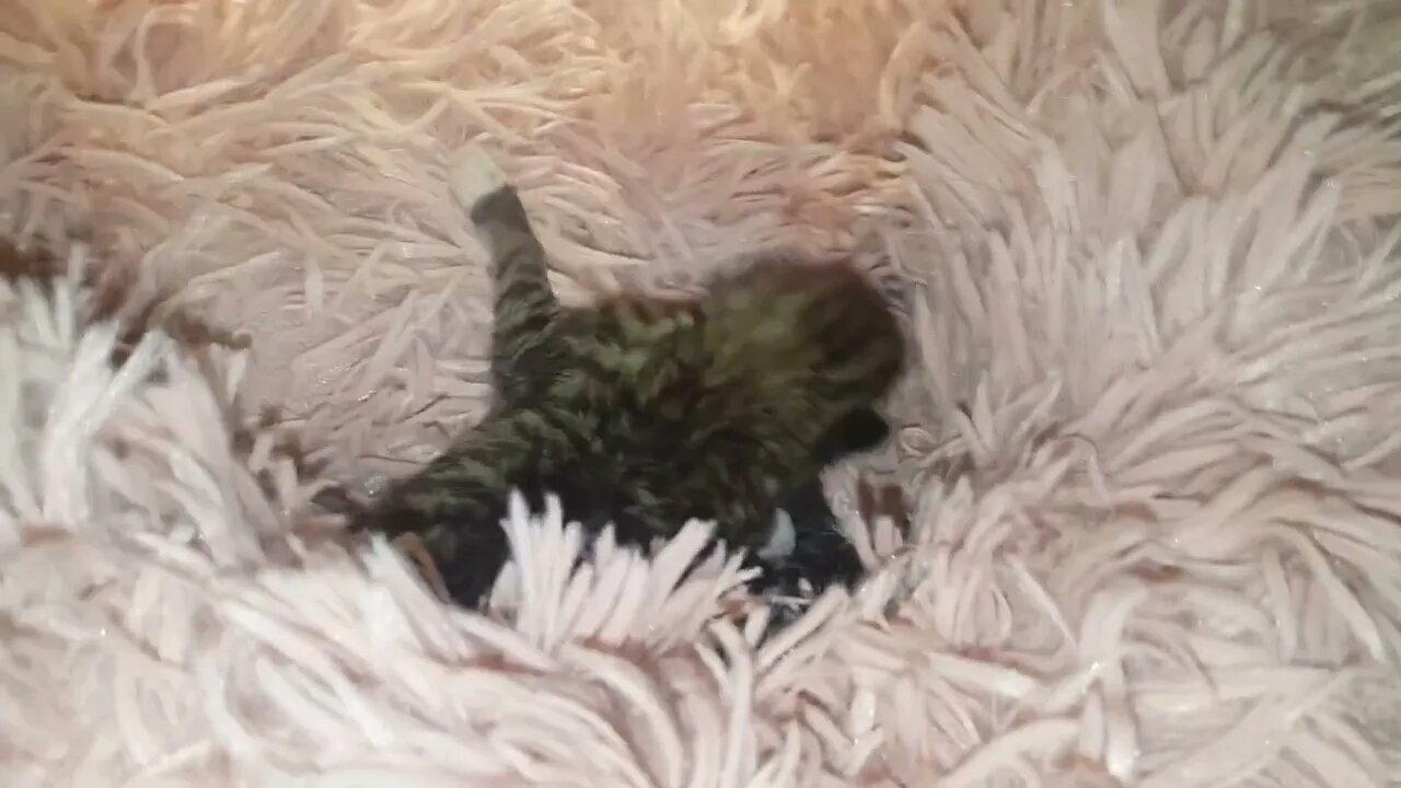 itty bitty kitties Mufasa & Scar