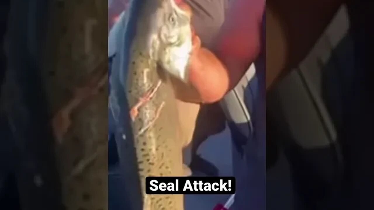 Harbor Seal ATTACK! #shorts