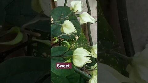 sweet world flowers