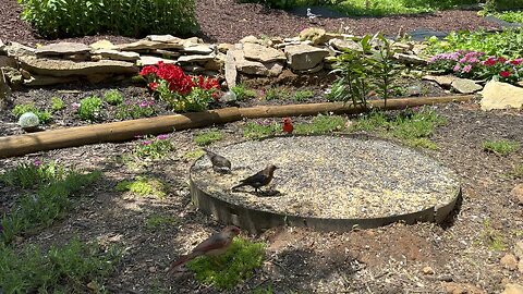 Birds for Cats : CatTV 120