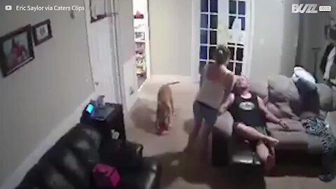 Cão executa truque de basquetebol sem querer - 1