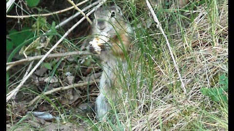 Gopher amusingly eating a loaf