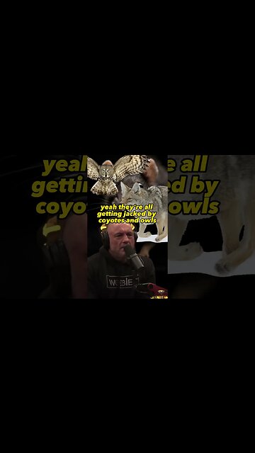 Why Coyotes Are the Solution to the Rat Problem - Joe Rogan and Dan Flores #JRE #1975