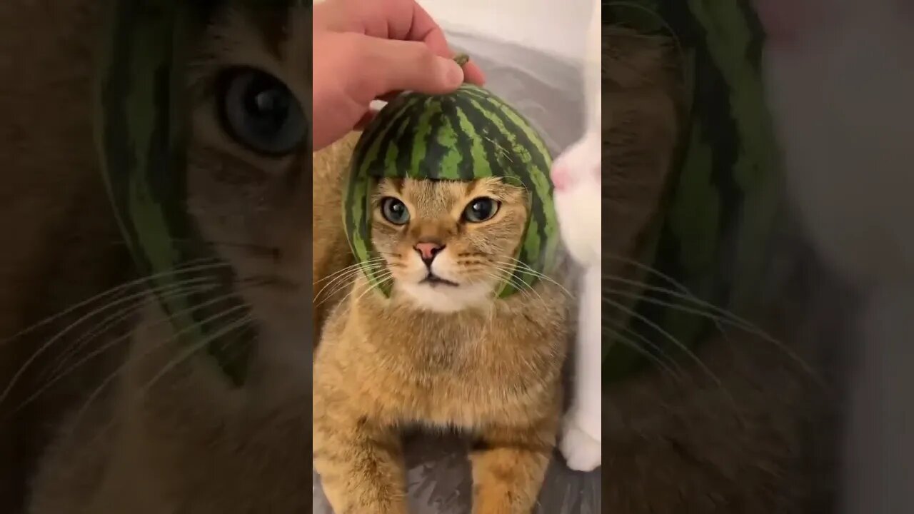 funny cat𤣠#viral #funny #reels #animals #animal #shorts #cat