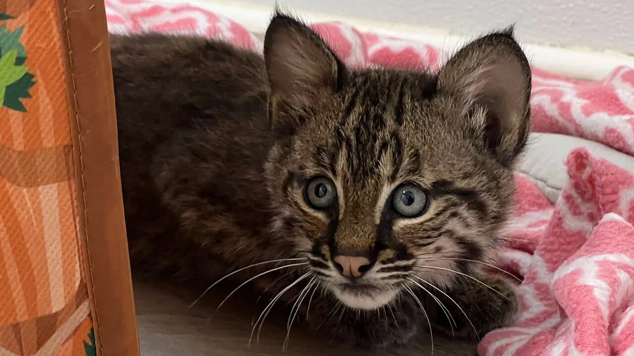 Bobcat Kitten VS Camera