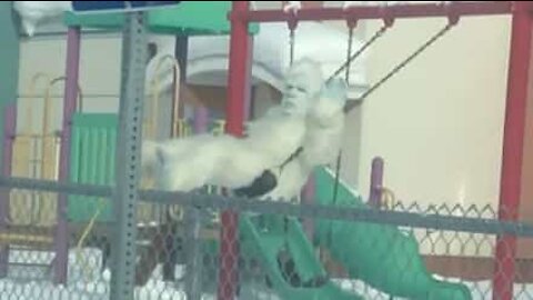 L'abominable bonhomme de neige, observé sur une balançoire