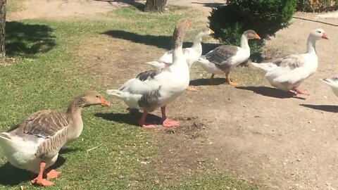 So cute #shorts #animals #duck