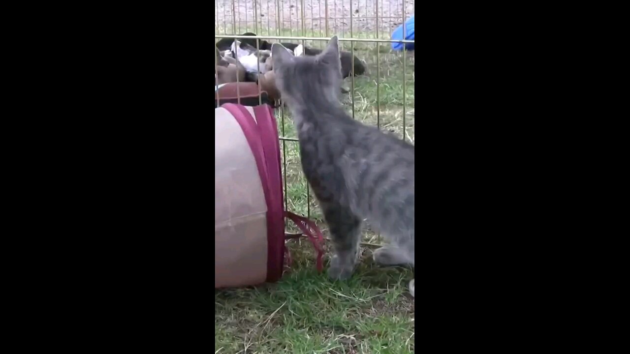 Unbelievably Cute Pit Bull Puppy Plays with Kitten! 🐶🐱