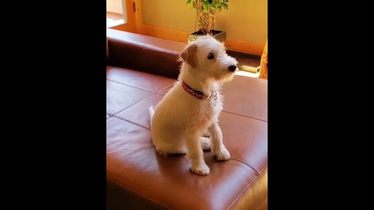 Ares Jack Russell reunion with his litter and mom on tv