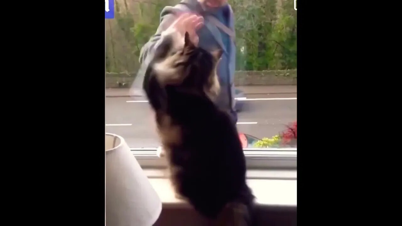 Cat waving good bye to owner,This is soo cute❤️😍 #shorts #viral #trending #cute