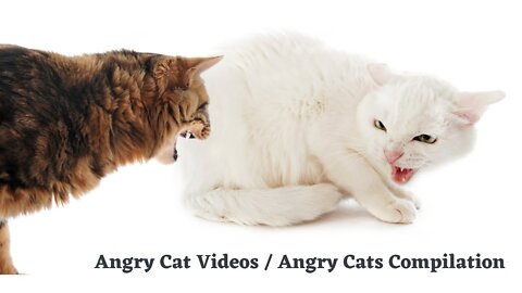 Angry cats videos / Angry cats compilation,Two Real cat Fight 😡👿, Cats Fight Compilation Video