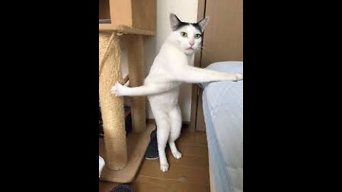 Cats playing