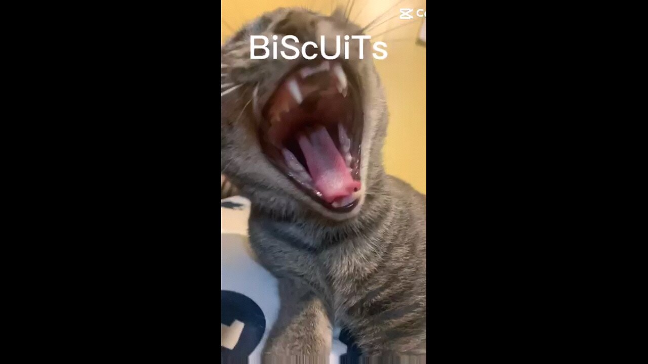 cat's cat's cat's love cat's